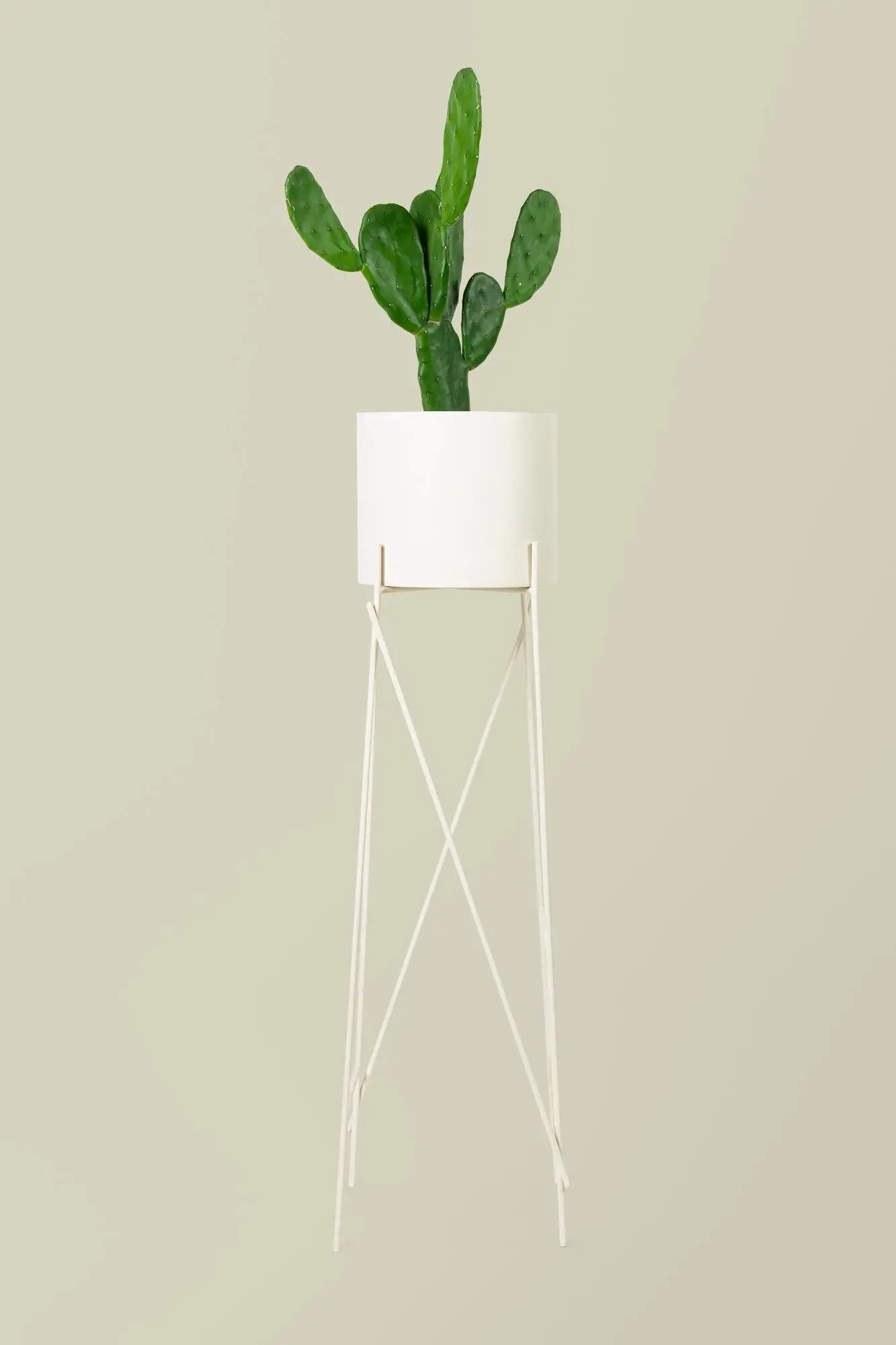 Cereus-Kaktuspflanze in einem Topf auf einem Ständer.